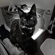 Bipboup a rejoint le concours — aidez-le/la à gagner de superbes lots ! animal, appliance, basket, black_and_white, black_cat, cat, countertop, curious, ears, eyes, feline, fur, household, indoor, laundry_room, pet, portrait, sink, washing_machine, whiskers