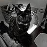 animal, appliance, basket, black_and_white, black_cat, cat, countertop, curious, ears, eyes, feline, fur, household, indoor, laundry_room, pet, portrait, sink, washing_machine, whiskers