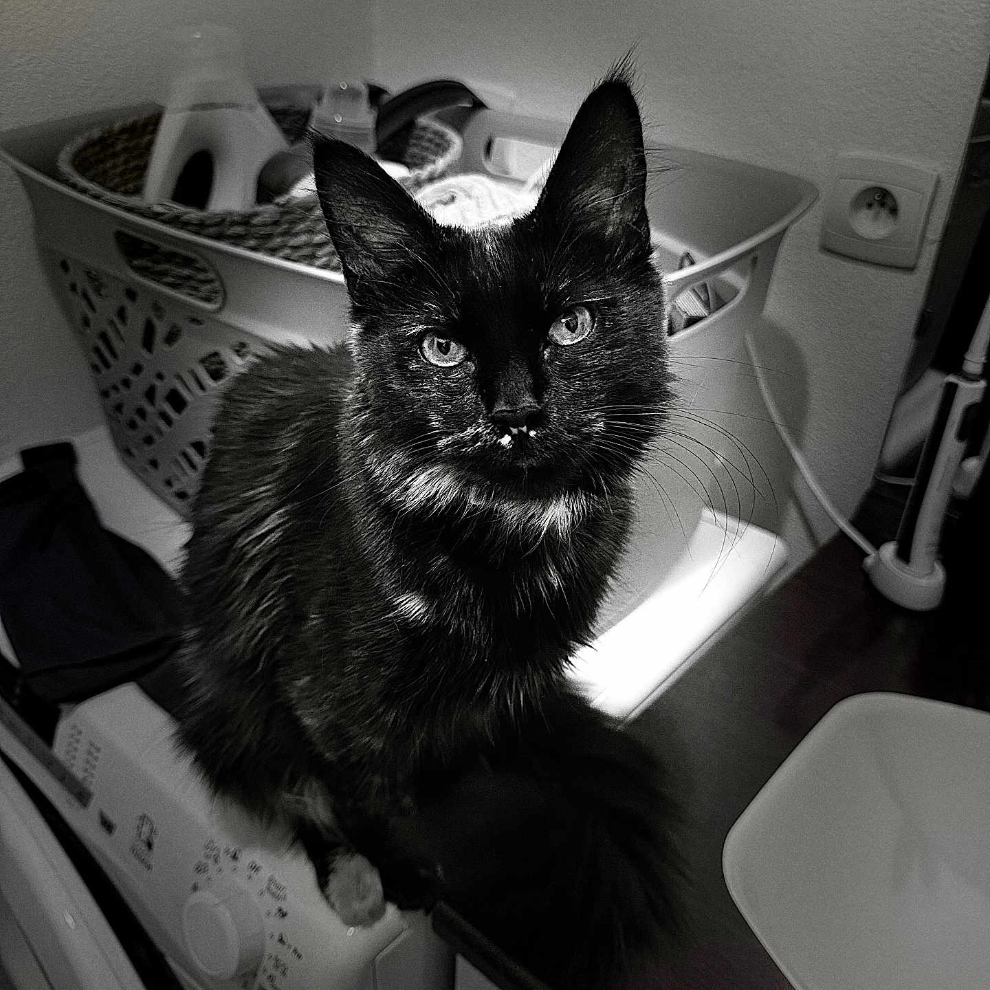Bipboup