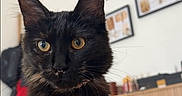 Bipboup participe au concours pour gagner de l'argent avec cette photo : cat, black_cat, pet, animal, indoor, feline, fur, whiskers, ears, eyes, portrait, curious, home, furniture, blurred_background, domestic, cute, mammal, sitting, closeup