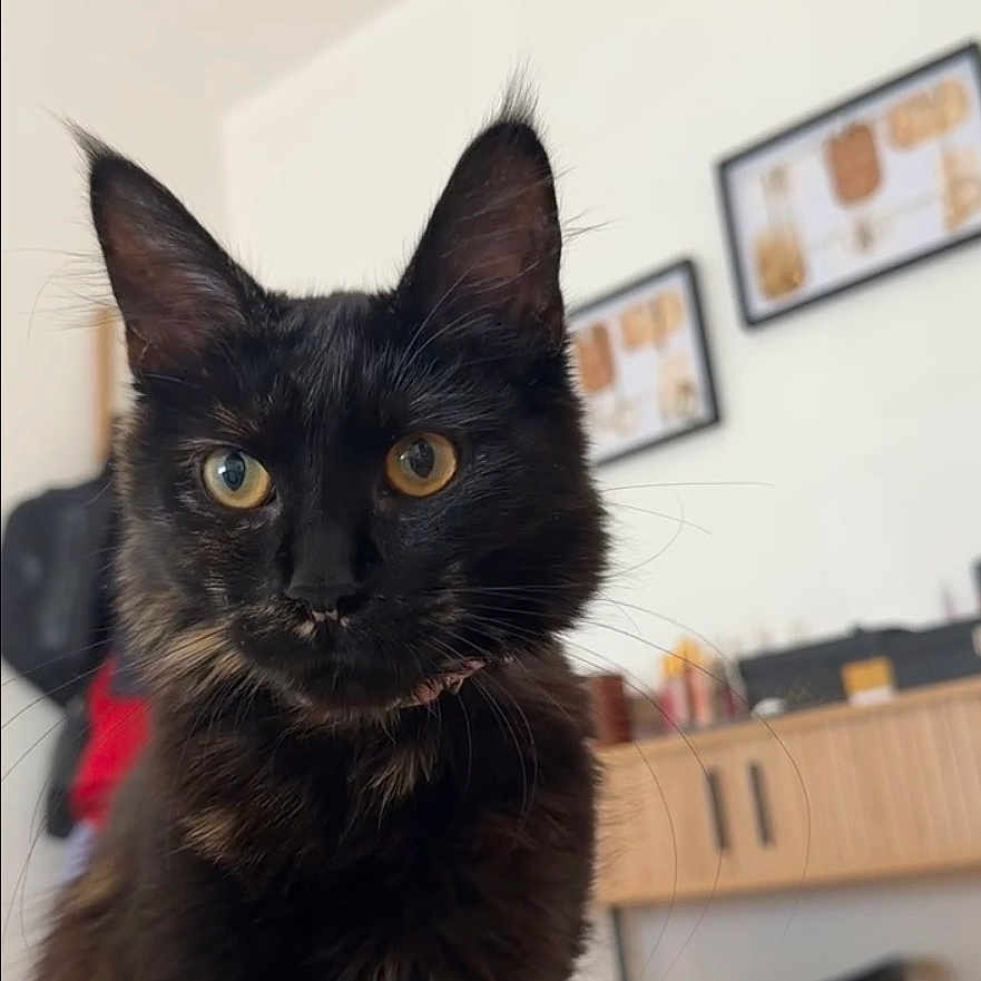 Bipboup