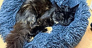 Bipboup a rejoint le concours — aidez-le/la à gagner de superbes lots ! animal, black_cat, blue, cat, cozy, curled_up, cute, domestic, feline, fluffy, fur, indoor, office_chair, pet_bed, relaxed, resting, sleepy, tail, wheel, wooden_floor
