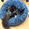 Bipboup a rejoint le concours — aidez-le/la à gagner de superbes lots ! cat, pet_bed, blue, fluffy, black_cat, wooden_floor, indoor, cozy, curled_up, sleepy, tail, office_chair, wheel, relaxed, feline, animal, fur, domestic, resting, cute
