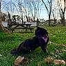 cat, black_cat, grass, park, trees, picnic_table, leaves, harness, outdoor, daylight, sky, clouds, nature, animal, pet, feline, side_view, greenery, calm, leash