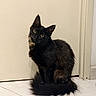 cat, black_cat, pet, animal, feline, curious, sitting, indoor, floor, tile, tail, fur, whiskers, ears, yellow_eyes, door, wall, domestic, cute, portrait