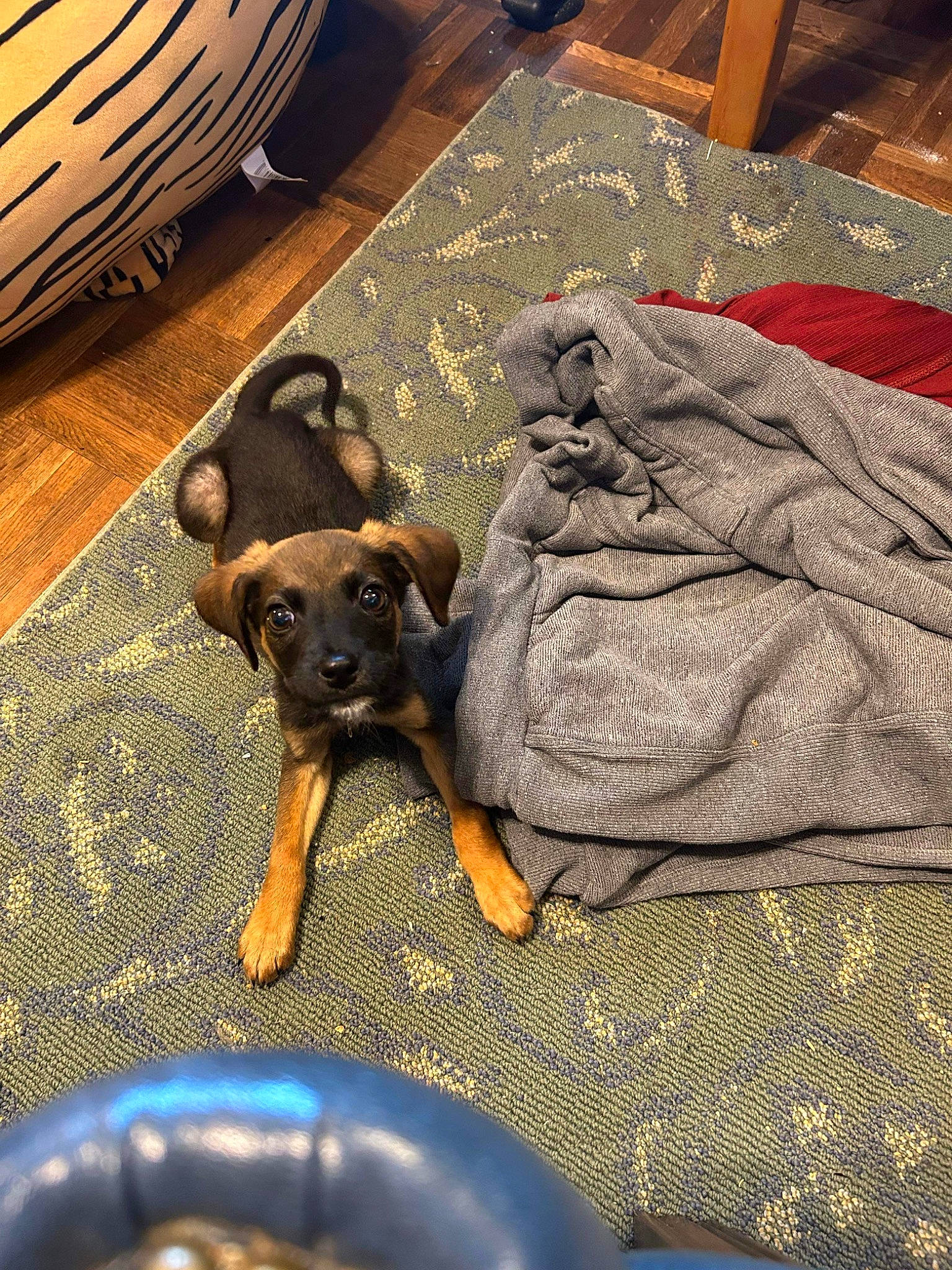 Tucker is registered to the contest to win money with this photo: black, canidae, carnivore, comfort, companion_dog, dog, dog_breed, fawn, flooring, guard_dog, hardwood, light, paw, sporting_group, toy_dog, wood, working_animal, working_dog