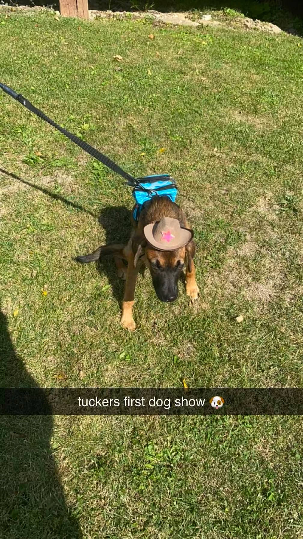 Tucker is registered to the contest to win money with this photo: carnivore, companion_dog, dog, dog_breed, fawn, grass, grass_family, grassland, groundcover, happy, landscape, lawn, leash, leisure, nature, people_in_nature, plant, recreation, soil, sporting_group