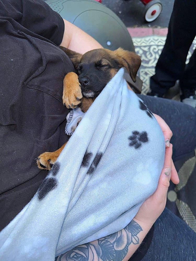 Tucker is registered to the contest to win money with this photo: companion_dog, dog, dog_breed, fur, gesture, hat, human_leg, sitting, sleeve, tradition