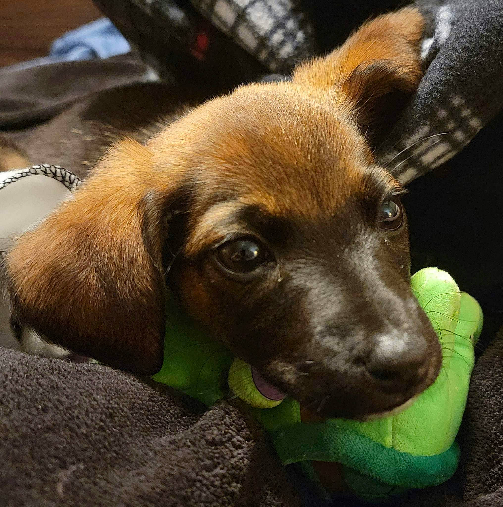 Tucker joined the competition — help win amazing prizes! canidae, carnivore, companion_dog, dog, dog_breed, ear, eye, fawn, fur, hunting_dog, liver, plant, puppy, sporting_group, tennis_ball, terrestrial_animal, whiskers, working_animal