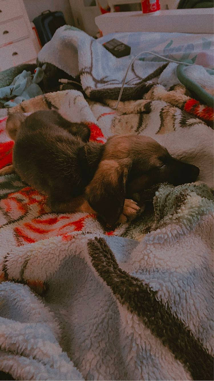 Tucker is registered to the contest to win money with this photo: canidae, carmine, carnivore, cat, comfort, fawn, felidae, flooring, fur, grey, linens, liver, nap, room, small_to_medium_sized_cats, snout, sporting_group, tail, terrestrial_animal, working_animal