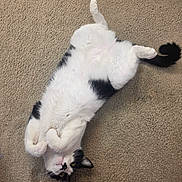 Milo is registered to the contest to win money with this photo: cat, black_and_white, pet, animal, lying_down, carpet, indoor, relaxed, cute, fur, whiskers, paws, tail, yellow_eyes, domestic_cat, home, cozy, feline, playful, resting