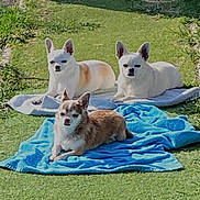 Moumea Rimelle Oreo participe au concours pour gagner de l'argent avec cette photo : dog, chihuahua, pet, animal, outdoor, grass, sunlight, towel, relaxing, small_dog, canine, laying_down, brown_dog, white_dog, three_dogs, garden, summer, sunbathing, cute, companion