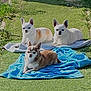 dog, chihuahua, pet, animal, outdoor, grass, sunlight, towel, relaxing, small_dog, canine, laying_down, brown_dog, white_dog, three_dogs, garden, summer, sunbathing, cute, companion