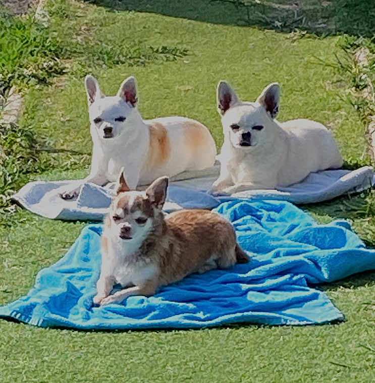 Moumea Rimelle Oreo participe au concours pour gagner de l'argent avec cette photo : dog, chihuahua, pet, animal, outdoor, grass, sunlight, towel, relaxing, small_dog, canine, laying_down, brown_dog, white_dog, three_dogs, garden, summer, sunbathing, cute, companion