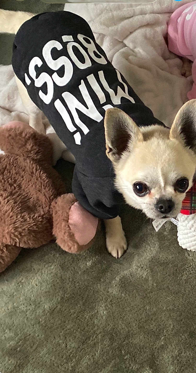 Oreo a rejoint le concours — aidez-le/la à gagner de superbes lots ! dog, hoodie, black_clothing, small_dog, indoor, carpet, plush_toy, blanket, pet, cute, animal, fur, ears, looking_up, canine, domestic_animal, toy, brown, white, cozy