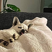 Oreo participe au concours pour gagner de l'argent avec cette photo : dog, sleeping, tongue_out, blanket, couch, cozy, indoor, pet, fur, paw, relaxation, home, plant, canine, small_dog, cute, resting, soft_texture, comfort, animal
