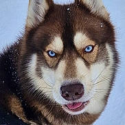 Schadow participe au concours pour gagner de l'argent avec cette photo : husky, dog, blue_eyes, snow, winter, portrait, close_up, fur, muzzle, nose, tongue, whiskers, canine, outdoors, cold, playful, stare, pet, animal, ear