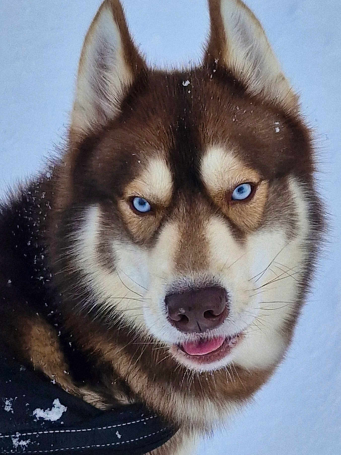 Schadow participe au concours pour gagner de l'argent avec cette photo : husky, dog, blue_eyes, snow, winter, portrait, close_up, fur, muzzle, nose, tongue, whiskers, canine, outdoors, cold, playful, stare, pet, animal, ear