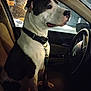 dog, car_interior, steering_wheel, seat, window, night, leash, collar, black_and_white, pet, animal, sitting, looking_out_window, calm, indoor, vehicle, transportation, canine, companion, domestic_animal