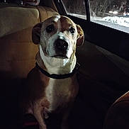 Chico joined the competition — help win amazing prizes! dog, pet, animal, car, backseat, night, window, snow, dark, collar, domestic_animal, sitting, looking, vehicle_interior, road, reflection, streetlight, quiet, calm, indoor