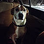 dog, pet, animal, car, backseat, night, window, snow, dark, collar, domestic_animal, sitting, looking, vehicle_interior, road, reflection, streetlight, quiet, calm, indoor