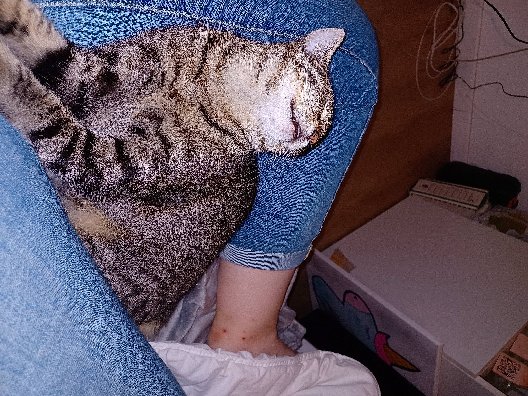 Utopia a rejoint le concours — aidez-le/la à gagner de superbes lots ! carnivore, cat, comfort, domestic_short_haired_cat, elbow, felidae, foot, fur, hand, human_leg, lap, leg, nail, pattern, paw, sitting, small_to_medium_sized_cats, tail, thigh, whiskers