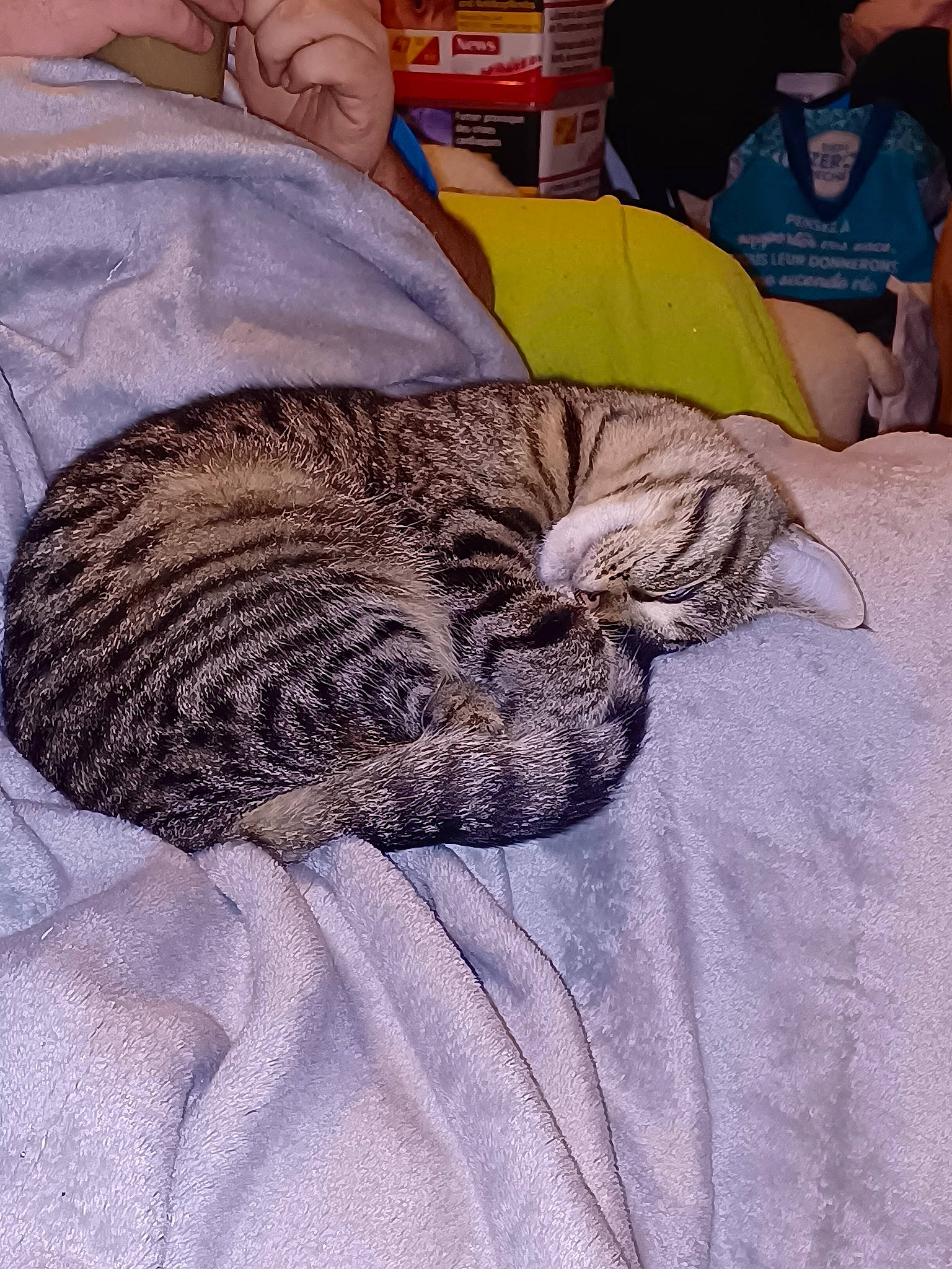 Utopia a rejoint le concours — aidez-le/la à gagner de superbes lots ! bed, bedding, carnivore, cat, claw, comfort, domestic_short_haired_cat, felidae, fur, grey, linens, nap, small_to_medium_sized_cats, snout, tail, terrestrial_animal, textile, toy, whiskers, wildlife