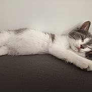 Bounty participe au concours pour gagner de l'argent avec cette photo : kitten, cat, sleeping, resting, fur, gray, white, paw, pet, animal, cute, indoors, relaxed, cozy, young, mammal, whiskers, peaceful, soft, domestic