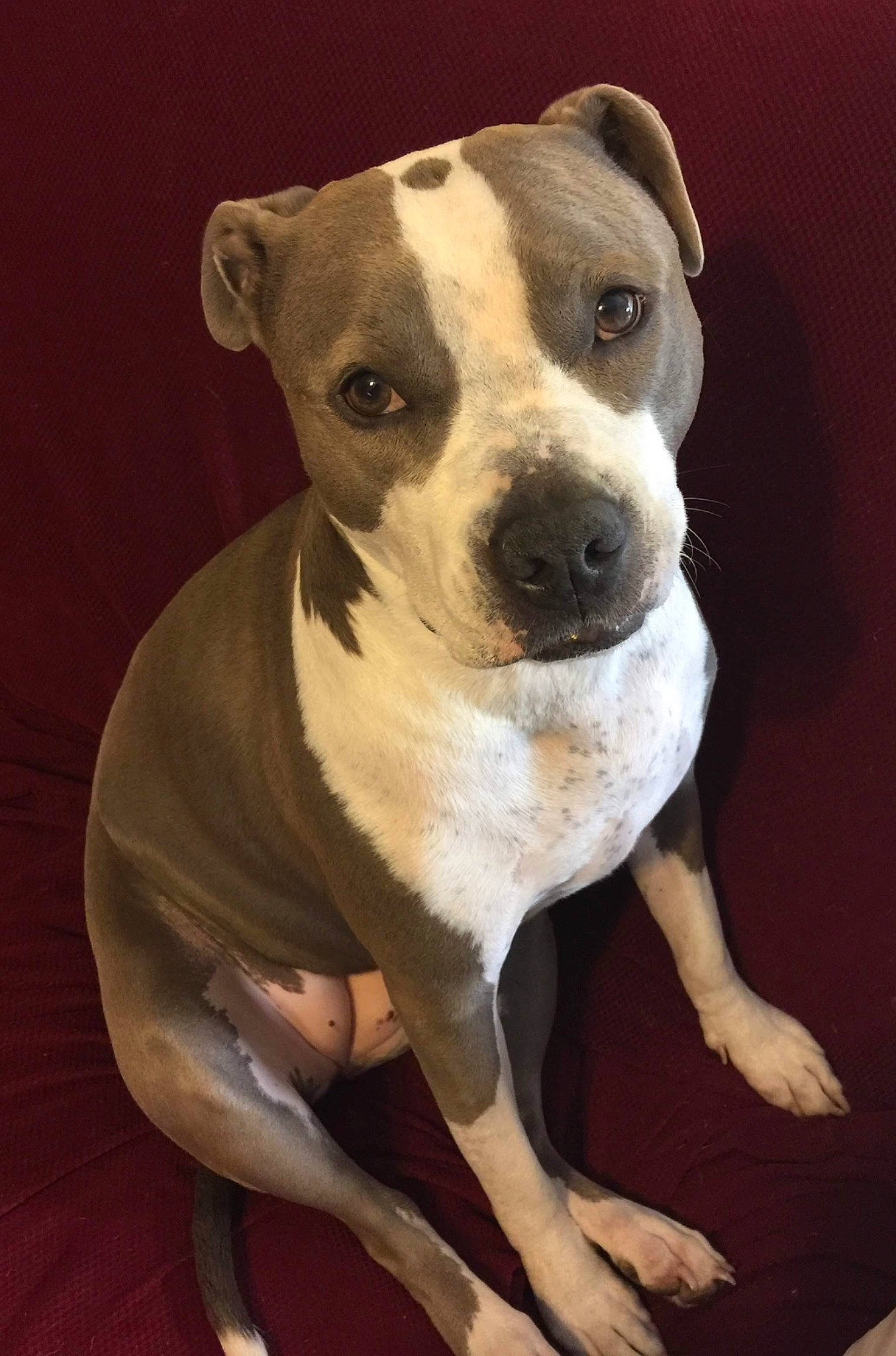 Portia is registered to the contest to win money with this photo: ancient_dog_breeds, canidae, carnivore, collar, companion_dog, dog, dog_breed, dog_collar, fawn, non_sporting_group, pet_supply, snout, sporting_group, terrestrial_animal, whiskers, working_animal