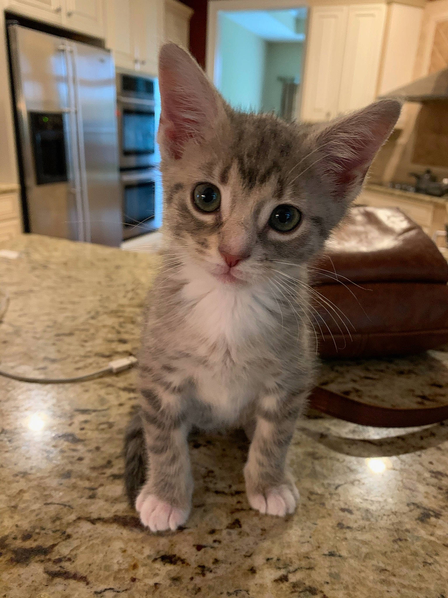 Wayne is registered to the contest to win money with this photo: box, carnivore, cat, claw, domestic_short_haired_cat, fawn, felidae, flooring, fur, hardwood, paw, photo_caption, sitting, small_to_medium_sized_cats, snout, tail, whiskers, wood