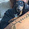 animal, arm, black_and_tan, close_up, couch, cozy, cute, dachshund, dog, furry, holding, indoor, looking_at_camera, paw, person, pet, puppy, resting, snout, tattoo