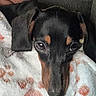 Lola joined the competition — help win amazing prizes! animal, blanket, close_up, companion, couch, cozy, cute, dachshund, dog, ears, eyes, fur, indoor, paw_print, pet, portrait, puppy, resting, snuggled, soft