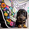 Lola joined the competition — help win amazing prizes! animal, background, black_and_tan, close_up, colorful, curious, cute, dachshund, decor, dog, embroidery, floor, flower_pillow, indoor, pet, portrait, puppy, skull_design, small_dog, young_dog