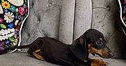 Lola joined the competition — help win amazing prizes! animal, black, brown, colorful, couch, cute, dachshund, dog, embroidery, floral, furniture, gray, indoor, pet, pillow, puppy, resting, skull, small, sofa