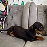 animal, black, brown, colorful, couch, cute, dachshund, dog, embroidery, floral, furniture, gray, indoor, pet, pillow, puppy, resting, skull, small, sofa
