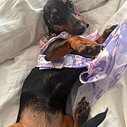Lola is registered to the contest to win money with this photo: dog, dachshund, pet, bed, white_bedding, paw, purple_dress, animal, cute, playful, lying_down, fur, black_and_tan, canine, collar, indoor, resting, small_dog, clothing, fabric