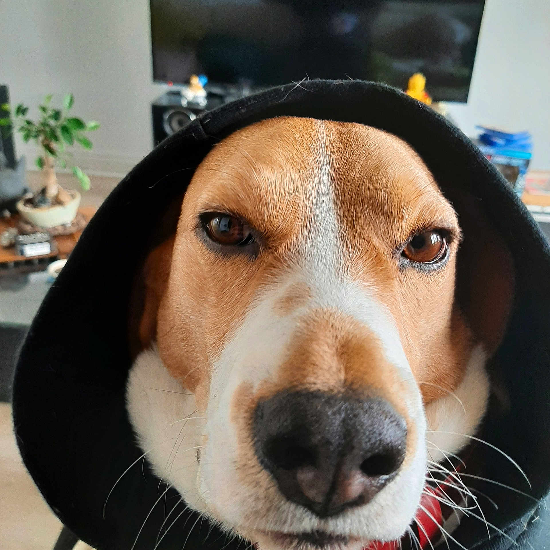 Rex participe au concours pour gagner de l'argent avec cette photo : beagle, beaglier, carnivore, companion_dog, dog, dog_breed, finnish_hound, flowerpot, fur, hound, houseplant, plant, scent_hound, snout, sporting_group, whiskers, working_animal