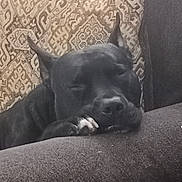 Panther Lee joined the competition — help win amazing prizes! dog, black_dog, sleeping, couch, pillow, resting, indoor, pet, animal, relaxed, furniture, snout, ears, paw, cozy, home, comfort, canine, closeup, nap