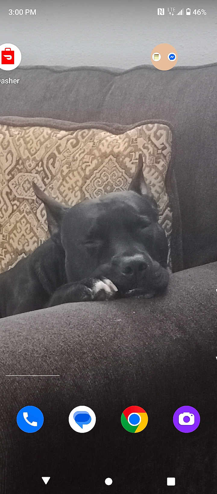 Panther Lee joined the competition — help win amazing prizes! dog, black_dog, sleeping, couch, pillow, resting, indoor, pet, animal, relaxed, furniture, snout, ears, paw, cozy, home, comfort, canine, closeup, nap