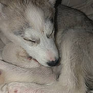 Stella a rejoint le concours — aidez-le/la à gagner de superbes lots ! puppy, dog, sleeping, fur, paw, closeup, cute, animal, pet, cozy, blanket, resting, young, canine, whiskers, snout, ears, napping, soft, domestic