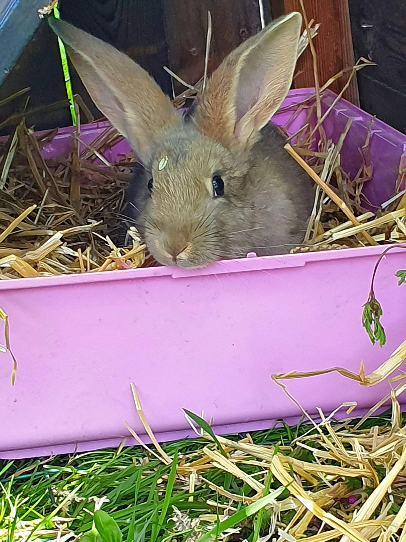 Maé a rejoint le concours — aidez-le/la à gagner de superbes lots ! domestic_rabbit, easter_bunny, fawn, fodder, grass, hare, hay, lower_keys_marsh_rabbit, organism, plant, rabbit, rabbits_and_hares, whiskers, wildlife, wood_rabbit