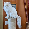 animal, bamboo, cat, decor, domestic_cat, ears, feline, fluffy, framed_picture, furniture, houseplant, indoor, pet, plant_pot, portrait, scratching_post, sitting, tail, wall, white_cat