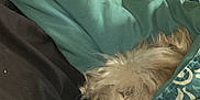 Kirby joined the competition — help win amazing prizes! dog, blanket, indoor, sleepy, cozy, furniture, fabric, teal, pattern, pet, resting, fur, snuggling, home, relaxation, animal, canine, covered, bedroom, soft
