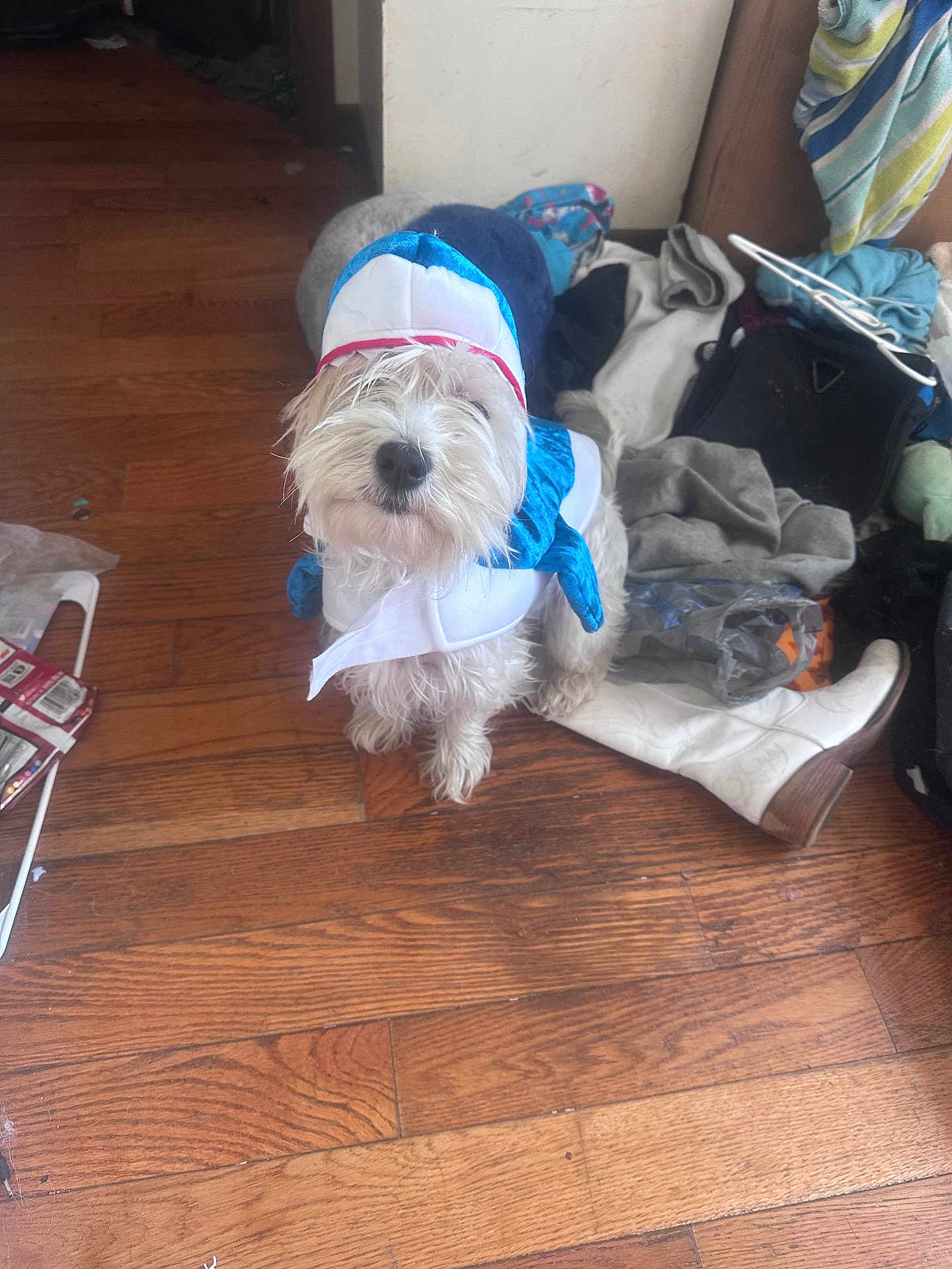 Kirby joined the competition — help win amazing prizes! dog, costume, shark_costume, pet, indoor, wooden_floor, clutter, clothing, animal, mammal, white_fur, blue, cute, looking_at_camera, small_dog, flooring, household_items, domestic_animal, fur, standing