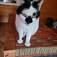 Lulu participe au concours pour gagner de l'argent avec cette photo : animal, black_and_white, cat, close_up, cozy, curious, curtains, feline, floor_tiles, home, indoor, patterned_fabric, paws, pet, table, table_runner, whiskers, window, wooden, yellow_eyes