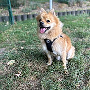 Mika a rejoint le concours — aidez-le/la à gagner de superbes lots ! dog, animal, pet, grass, outdoor, happy, tongue_out, fur, canine, sitting, nature, leash, playful, small_dog, cute, garden, smiling, daylight, fence, ears