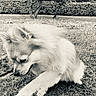 Mika a rejoint le concours — aidez-le/la à gagner de superbes lots ! animal, black_and_white, canine, close_up, companion, dog, friendship, fur, garden, gentle, grass, hand, interaction, nature, outdoor, paw, pet, playful, touch, tree