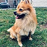 Mika participe au concours pour gagner de l'argent avec cette photo : dog, fluffy, grass, outdoor, pet, happy, tongue_out, sitting, canine, fur, animal, nature, leisure, daylight, urban, background_blur, mammal, portrait, friendly, cute