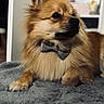 Mika a rejoint le concours — aidez-le/la à gagner de superbes lots ! dog, bow_tie, fluffy, brown_fur, pet, indoor, blanket, portrait, canine, relaxed, cute, companion, animal, furry, domestic, paw, close_up, soft_texture, side_view, cozy