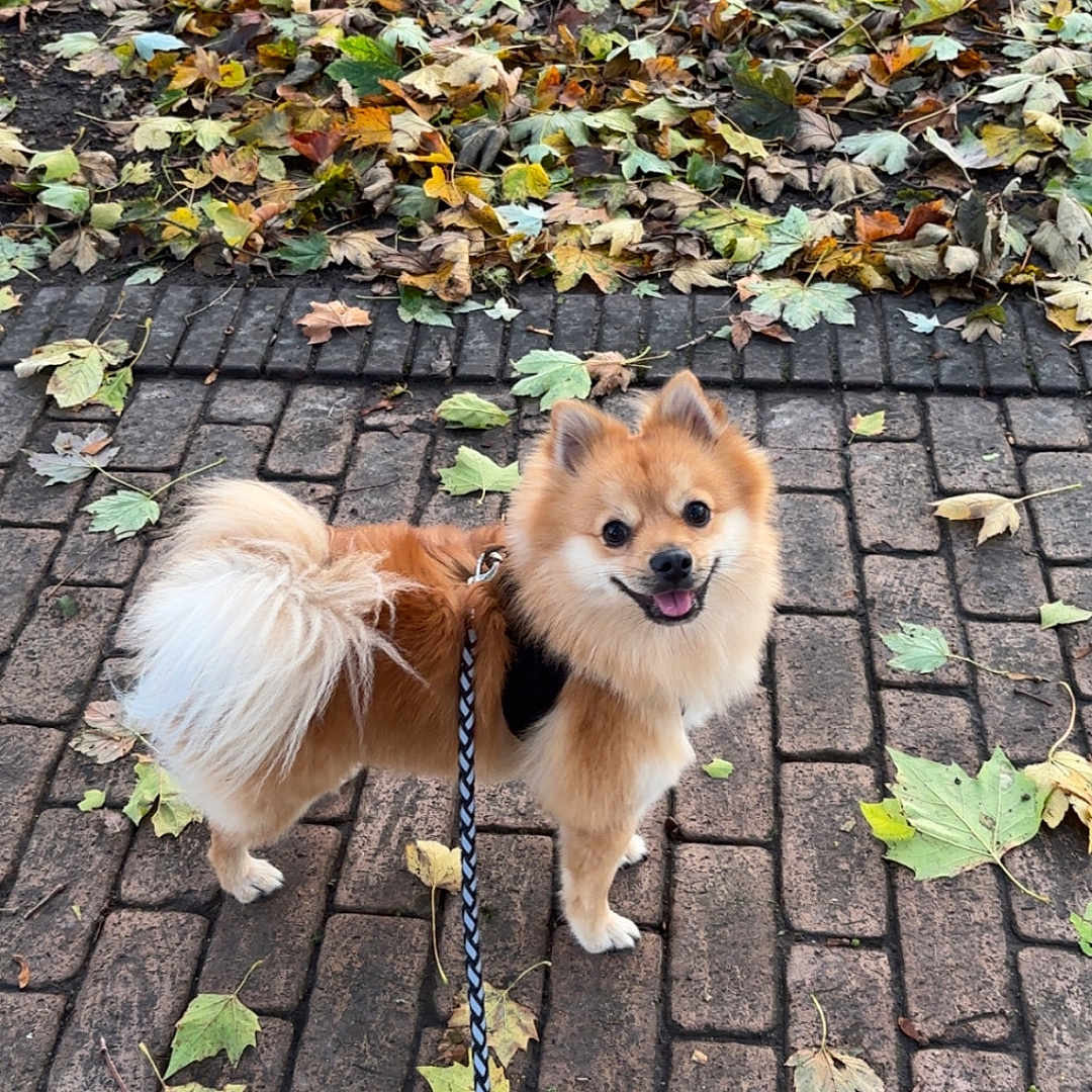 Mika participe au concours pour gagner de l'argent avec cette photo : dog, pomeranian, leash, autumn, fall_leaves, brick_path, outdoor, pet, happy, smiling, fluffy, small_dog, walking, canine, nature, seasonal, leaf_litter, cute, park, daytime